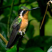 Purple-throated Mountaingem