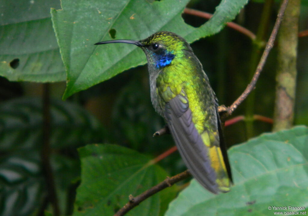 Lesser Violetear, identification, aspect