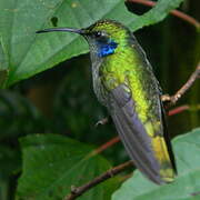 Colibri cyanote