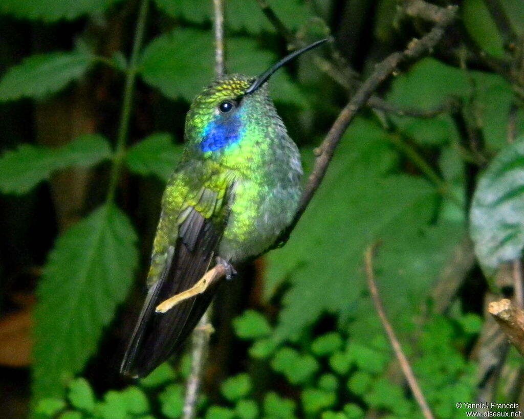 Lesser Violetear, identification, aspect