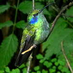 Colibri cyanote