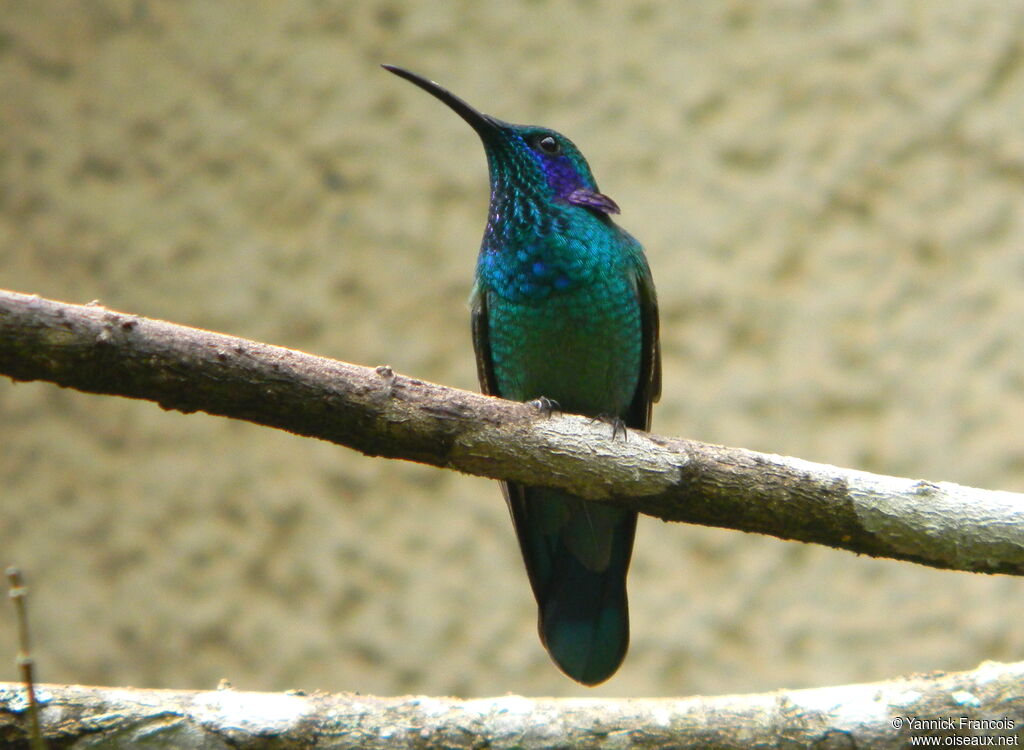 Lesser Violetearadult, identification, aspect