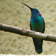 Colibri cyanote