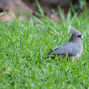 White-backed Mousebird