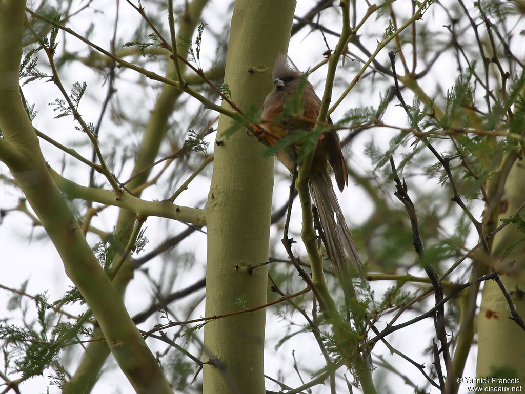 White-backed Mousebirdadult, habitat, aspect