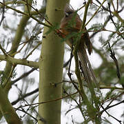 White-backed Mousebird