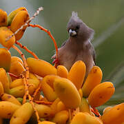 White-backed Mousebird