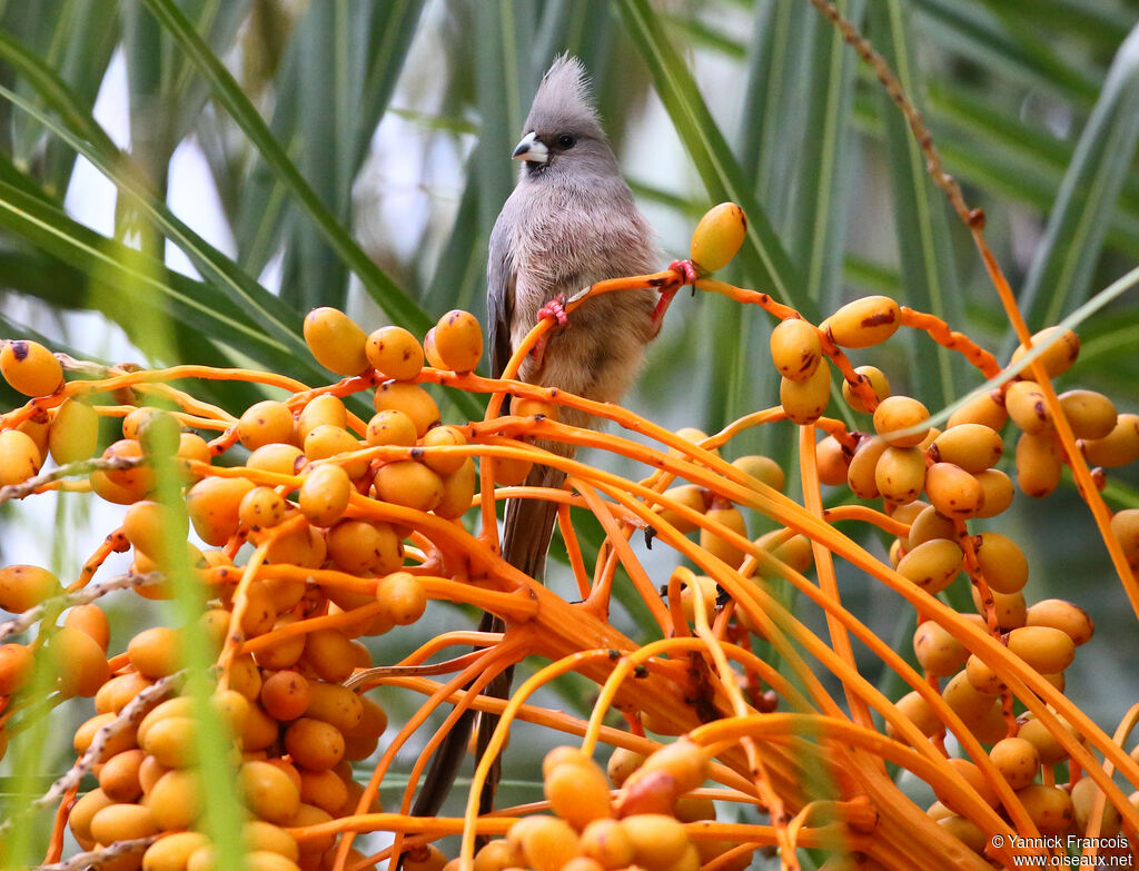 White-backed Mousebirdadult, habitat, aspect