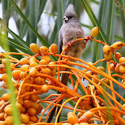 White-backed Mousebird