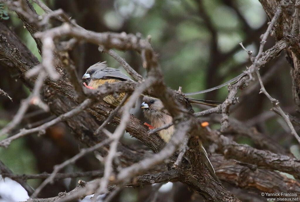 White-backed Mousebirdadult, habitat, aspect