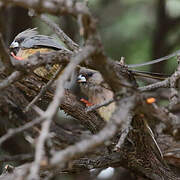 White-backed Mousebird