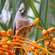 White-backed Mousebird