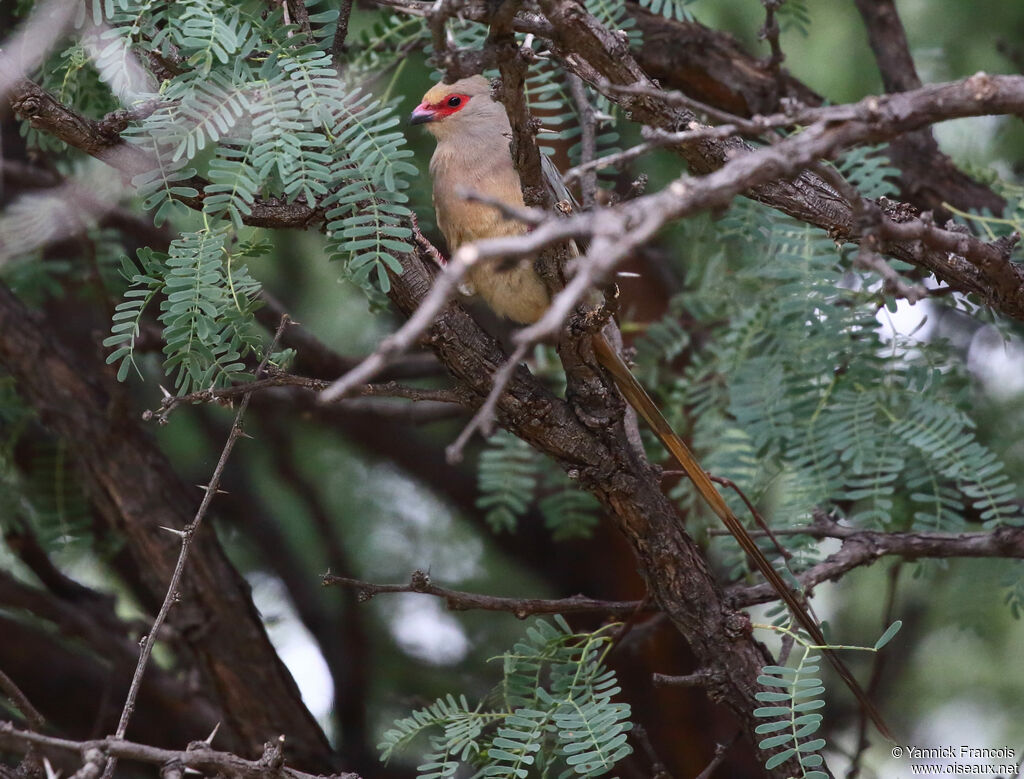 Red-faced Mousebirdadult, identification, aspect