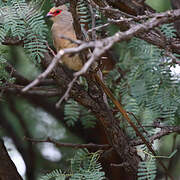 Red-faced Mousebird