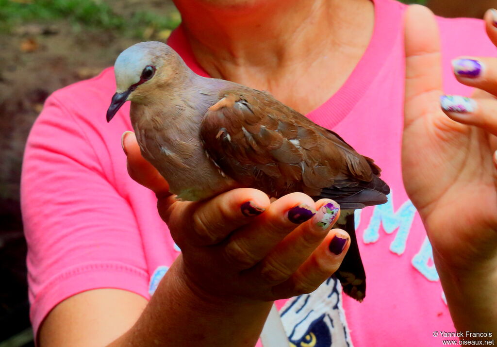 Grey-fronted Doveadult, close-up portrait, aspect