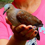 Grey-fronted Dove