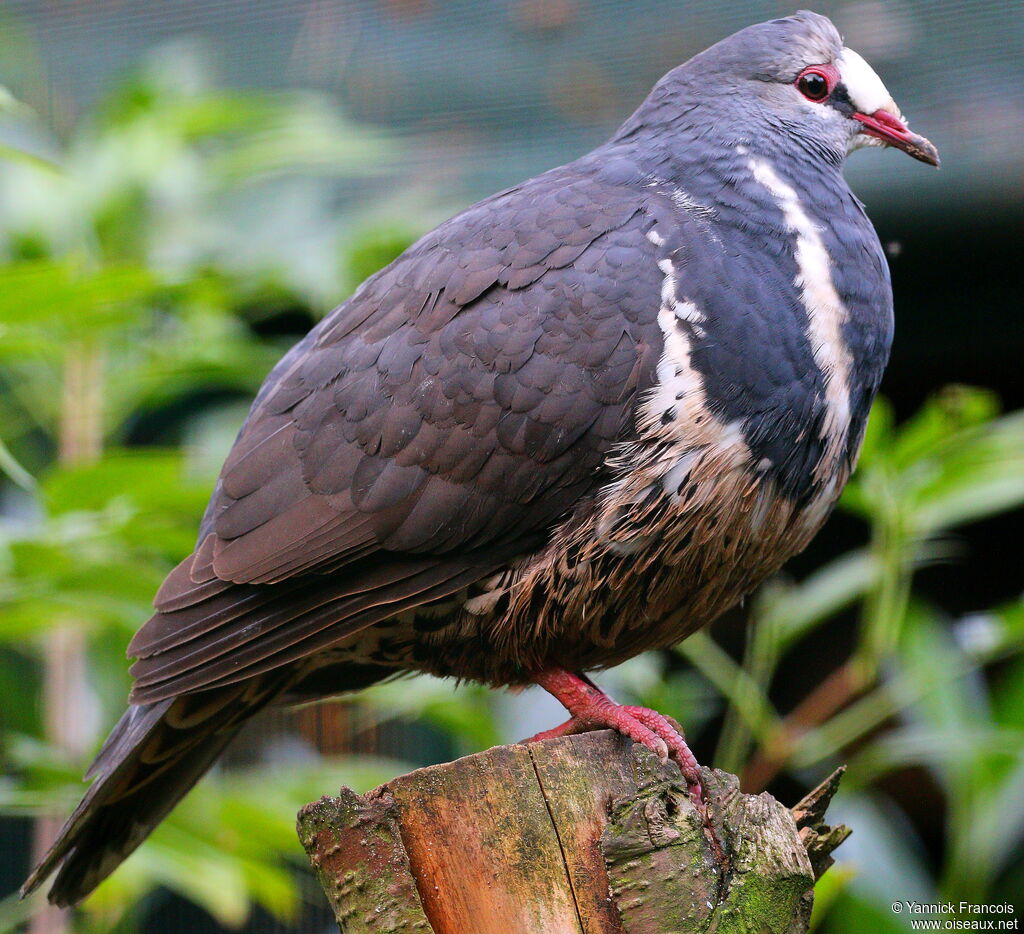 Wonga Pigeonadult, identification, aspect