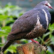 Wonga Pigeon