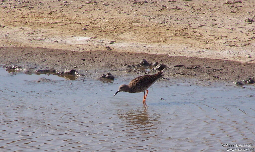 Ruffadult post breeding, identification, aspect