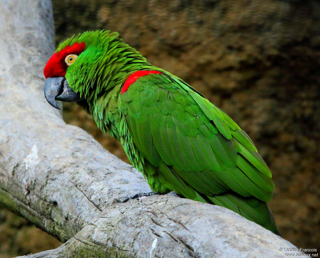 Conure à gros becadulte, identification, composition