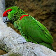 Thick-billed Parrot