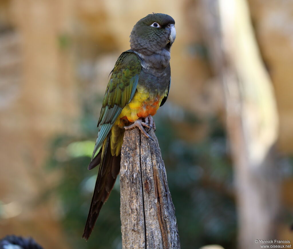 Burrowing Parrotadult, identification, aspect