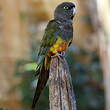 Conure de Patagonie