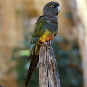 Burrowing Parrot