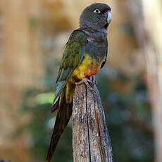 Conure de Patagonie