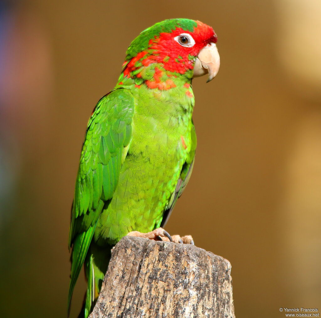 Mitred Parakeetadult, identification