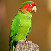 Mitred Parakeet