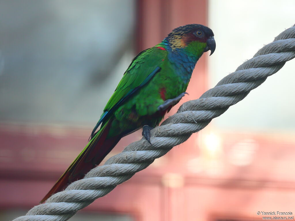 Conure tiribaadulte, identification, composition