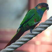 Ochre-marked Parakeet