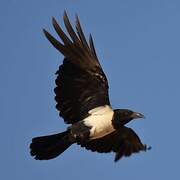 Pied Crow