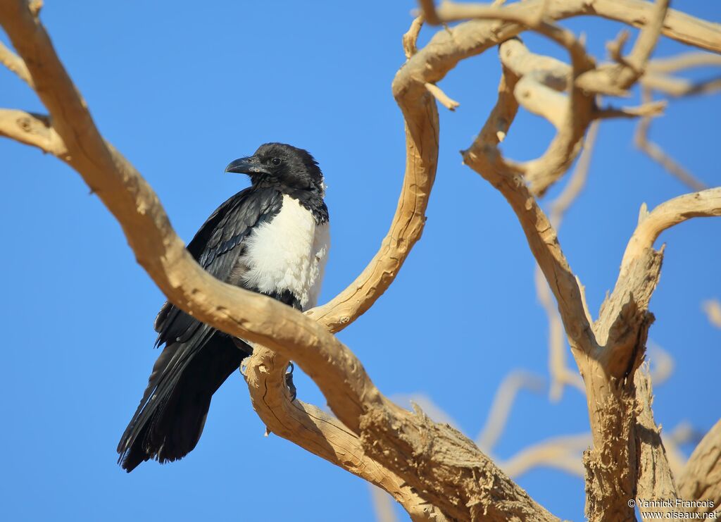 Pied Crowadult, identification, aspect