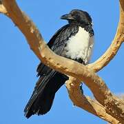 Pied Crow