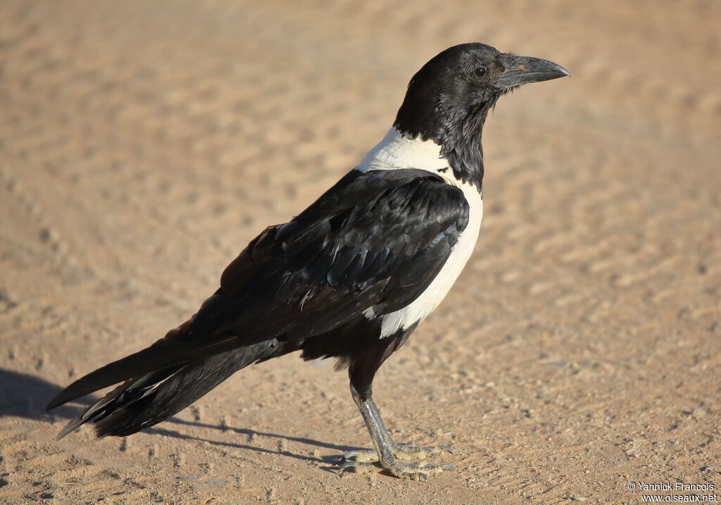 Corbeau pieadulte, identification, composition