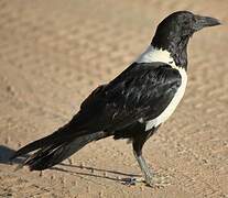 Pied Crow