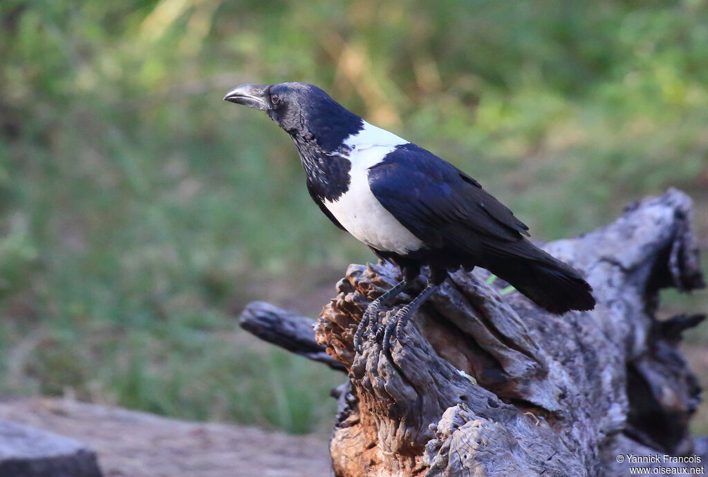 Pied Crowadult, identification, aspect