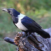 Pied Crow