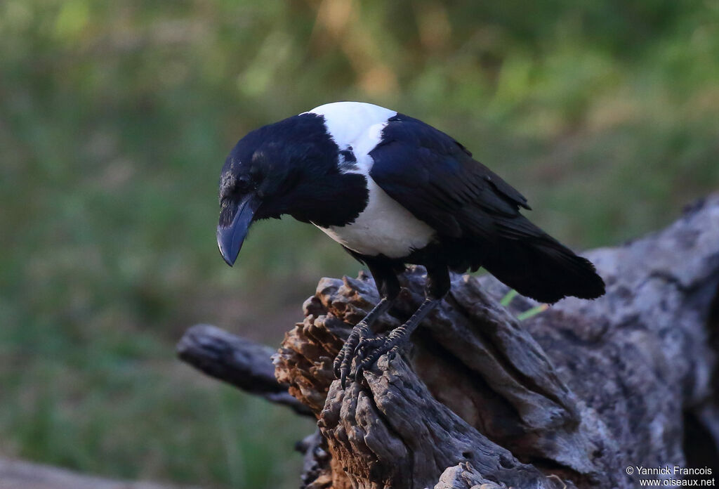 Pied Crowadult, identification, aspect