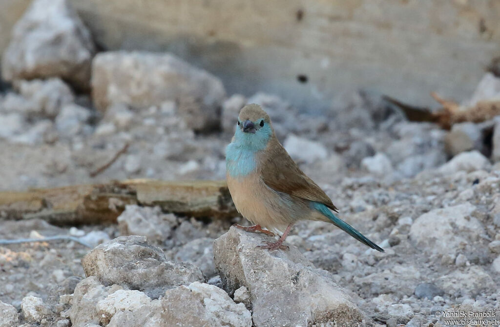 Blue Waxbill female adult, identification, aspect