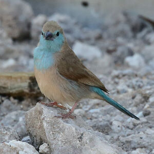 Cordonbleu de l'Angola