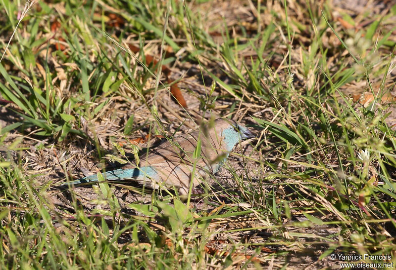Blue Waxbill female adult, habitat, aspect