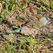 Blue Waxbill