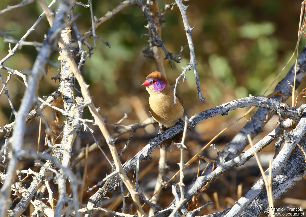 Violet-eared Waxbill female adult, habitat, aspect