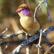 Violet-eared Waxbill