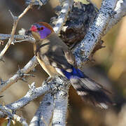 Violet-eared Waxbill