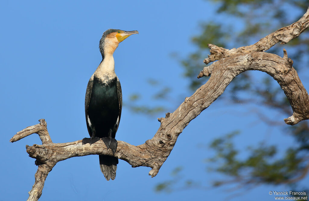 White-breasted Cormorantadult, habitat, aspect