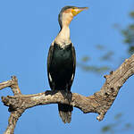 Cormoran à poitrine blanche